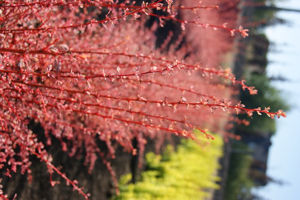 Obraz Berberis